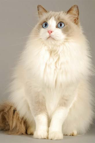 ragdoll-cat